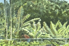 Banana grove