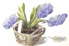 Blue hyacinths