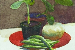 Squash plants, squash & beans ll