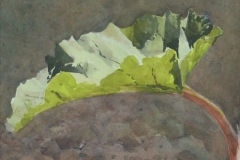 Rhubarb